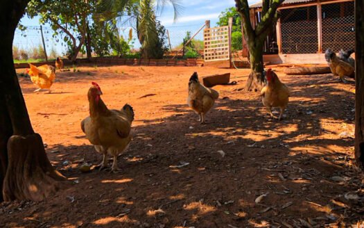 PROPRIEDADE RURAL – VENDA